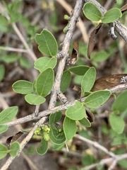 Coptosperma zygoon