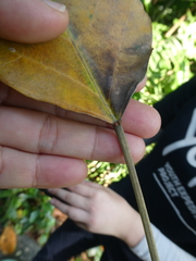 Aleurites moluccanus