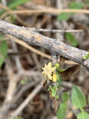 Coptosperma zygoon