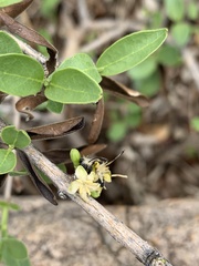 Coptosperma zygoon