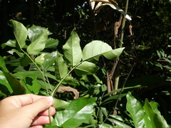 Millettia pinnata