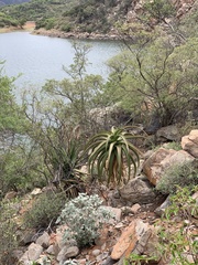 Aloe angelica