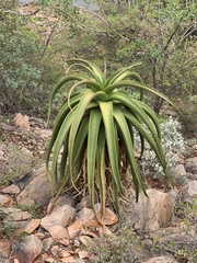 Aloe angelica