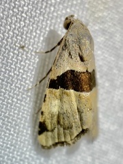 Cobubatha lixiva