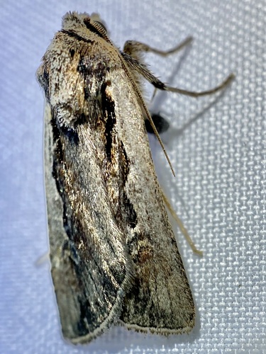 Euxoa hollemani photo 4