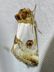 Schinia oculata
