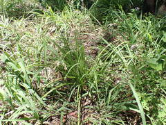 Chlorophytum saundersiae