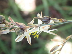 Chlorophytum saundersiae