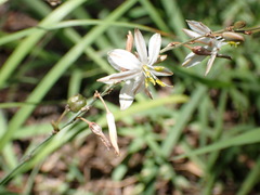 Chlorophytum saundersiae