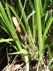 Chlorophytum saundersiae