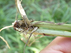 Chlorophytum saundersiae