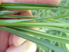 Chlorophytum saundersiae