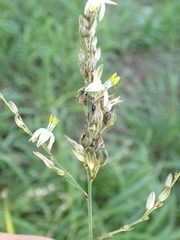 Chlorophytum saundersiae