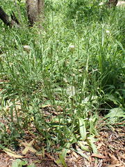 Lactuca inermis