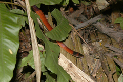 Oxyrhopus melanogenys