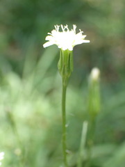 Lactuca inermis