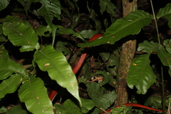 Oxyrhopus melanogenys