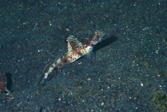 Tomiyamichthys oni
