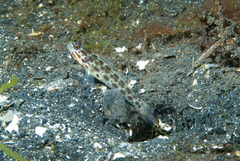 Ctenogobiops pomastictus