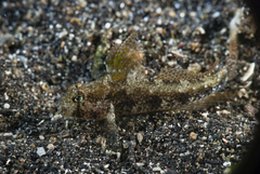 Gnatholepis yoshinoi