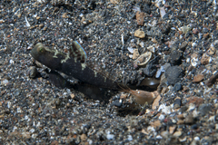 Cryptocentrus sericus