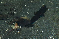 Cryptocentrus fasciatus