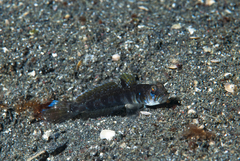 Blackspot Mudgoby photo 2