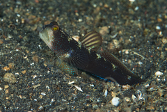 Cryptocentrus fasciatus