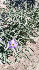 Solanum elaeagnifolium