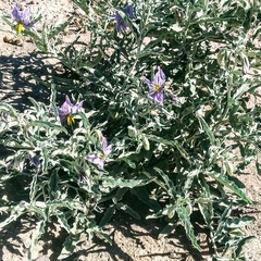 Solanum elaeagnifolium