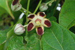Cynanchum annularium
