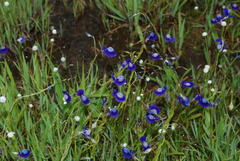Utricularia reticulata