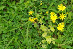Senecio bombayensis