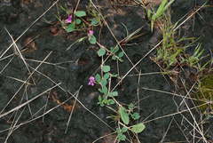 Indigofera dalzellii