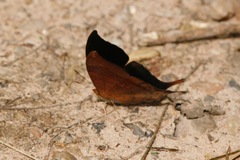 Marpesia furcula
