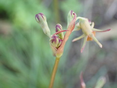 Tulbaghia acutiloba