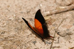 Marpesia furcula