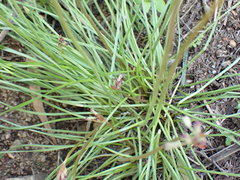 Tulbaghia acutiloba