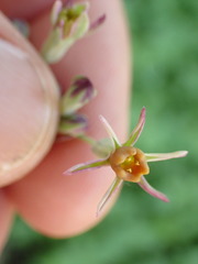 Tulbaghia acutiloba