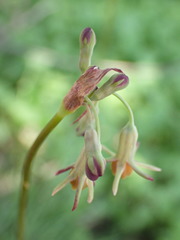 Tulbaghia acutiloba