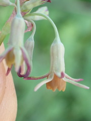 Tulbaghia acutiloba