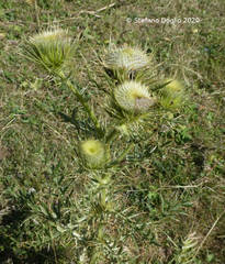Cirsium morisianum