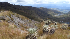 Espeletia azucarina