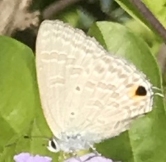 Catochrysops
