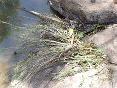 Gomphostigma virgatum