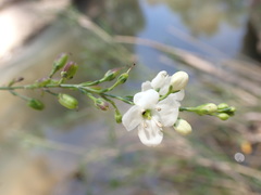Gomphostigma virgatum