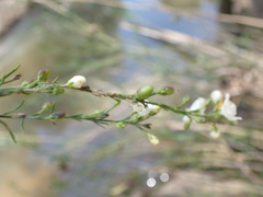 Gomphostigma virgatum
