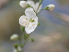 Gomphostigma virgatum