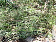 Cyperus textilis