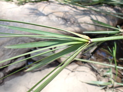 Cyperus textilis
